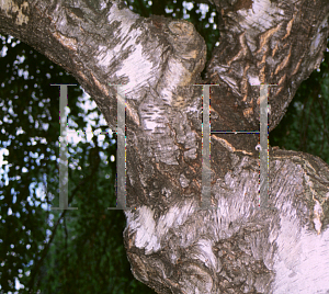 Picture of Betula pendula 'Youngii'