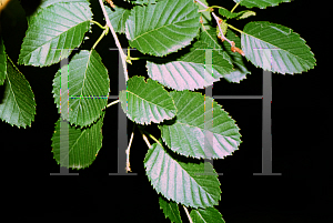 Picture of Betula x purpusii 