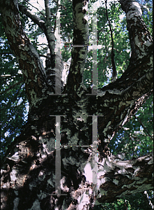 Picture of Betula pendula 'Dalecarlica'