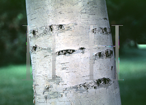 Picture of Betula litwinowii 