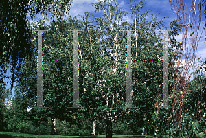 Picture of Betula pendula 'Dalecarlica'