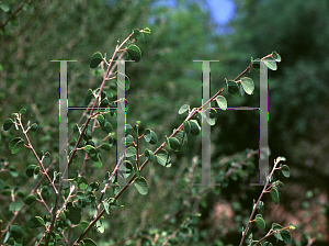Picture of Bauhinia ramosissima 