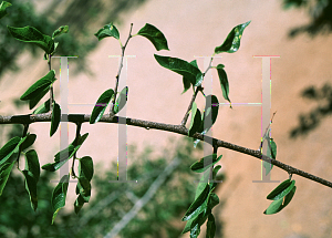 Picture of Celtis reticulata 