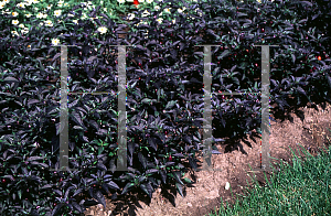 Picture of Capsicum annuum var. annuum 'Pretty in Purple'
