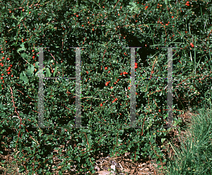 Picture of Cotoneaster nanshan 