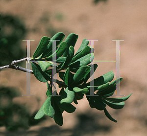 Picture of Diospyros texana 