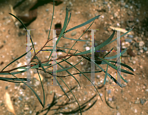 Picture of Eucalyptus spathulata 