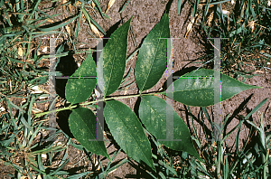 Picture of Fraxinus pennsylvanica 'Aucubifolia'