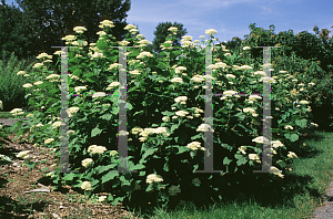 Picture of Hydrangea arborescens 