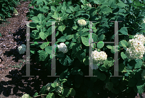 Picture of Hydrangea x 'Snowhill'