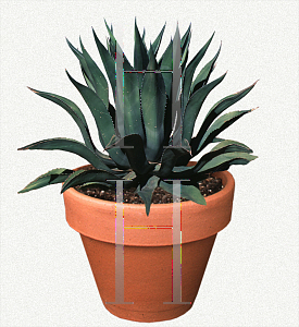 Picture of Agave salmiana 