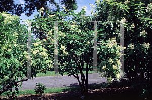 Picture of Hydrangea paniculata 'Praecox'