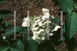 Picture of Hydrangea paniculata 'White Moth'