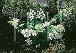 Picture of Hydrangea paniculata 'Brussel's Lace'