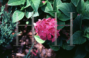 Picture of Hydrangea macrophylla 'Pia (Pink Elf)'