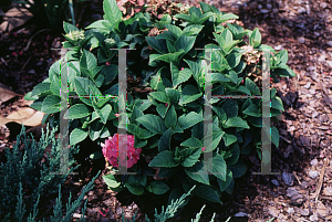 Picture of Hydrangea macrophylla 'Pia (Pink Elf)'