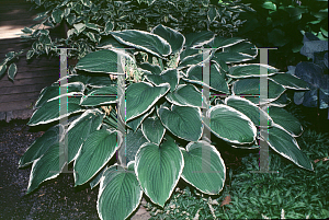 Picture of Hosta  'Frosted Jade'