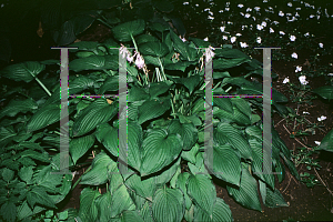 Picture of Hosta  'Starker Yellow Leaf'