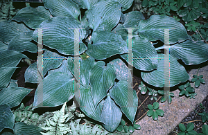 Picture of Hosta  'Blue Wedgewood'