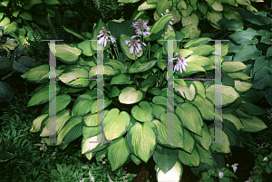 Picture of Hosta  'Janet'