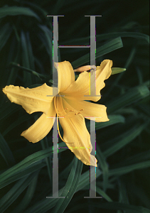 Picture of Hemerocallis  'Golden Orchid'