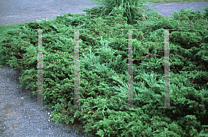 Picture of Juniperus virginiana 'Kosteri'