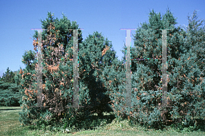 Picture of Juniperus scopulorum 'Minima'