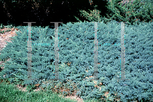 Picture of Juniperus davurica 