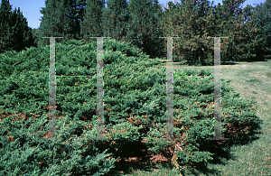 Picture of Juniperus virginiana 'Tripartita'