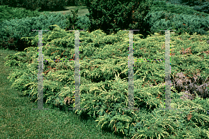 Picture of Juniperus chinensis 'Pfitzeriana Aurea'