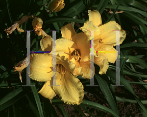 Picture of Hemerocallis  'Silk and Honey'