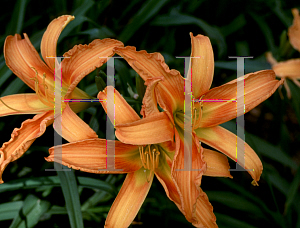 Picture of Hemerocallis  'Painted Lady'