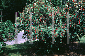 Picture of Lonicera xylosteum 