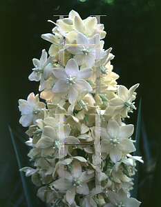 Picture of Yucca arizonica 