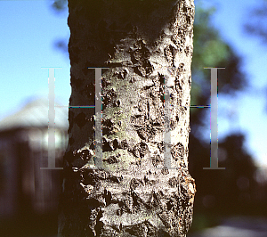 Picture of Populus tremula 'Pendula'