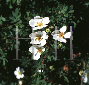 Picture of Potentilla fruticosa 'Abbottswood'