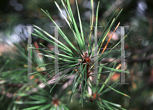 Picture of Pinus resinosa 