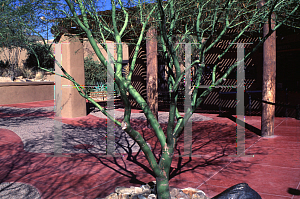 Picture of Parkinsonia aculeata x microp 'Desert Museum'