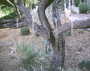 Picture of Prosopis velutina 