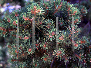 Picture of Pinus cembroides 