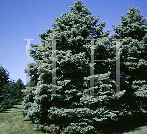 Picture of Picea pungens 'Aurea'