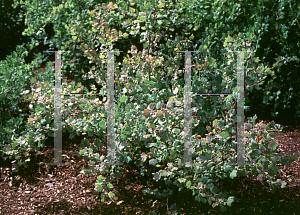Picture of Ribes uva-crispa 'Pixwell'