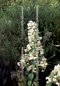 Picture of Hydrangea paniculata 'Brussel's Lace'