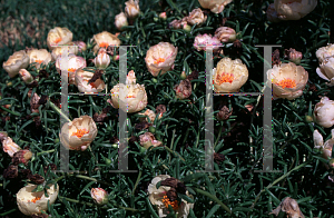 Picture of Portulaca grandiflora 'Sundial Cream'