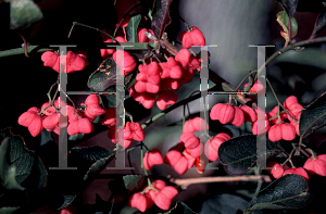 Picture of Euonymus sachalinensis 