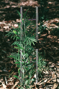 Picture of Acacia melanoxylon 
