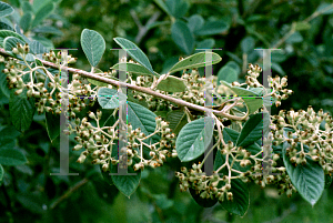 Picture of Cotoneaster lacteus 