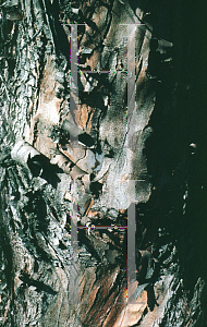 Picture of Eucalyptus globulus 