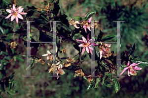 Picture of Grewia occidentalis 