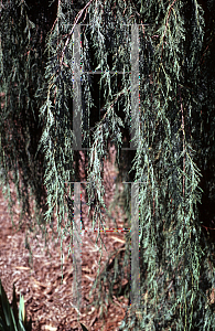 Picture of Juniperus scopulorum 'Pendula'